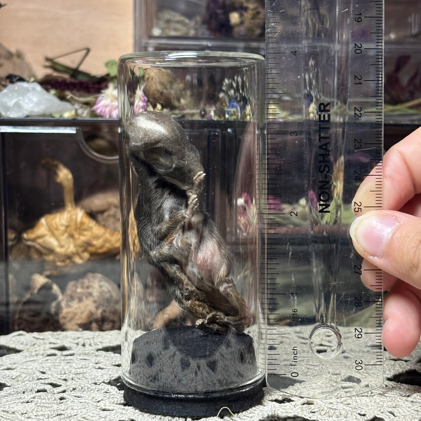 jarred mummified specimens