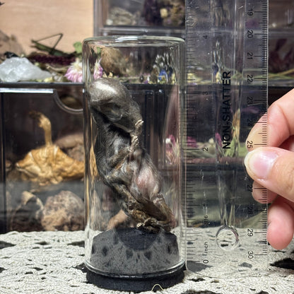 jarred mummified specimens