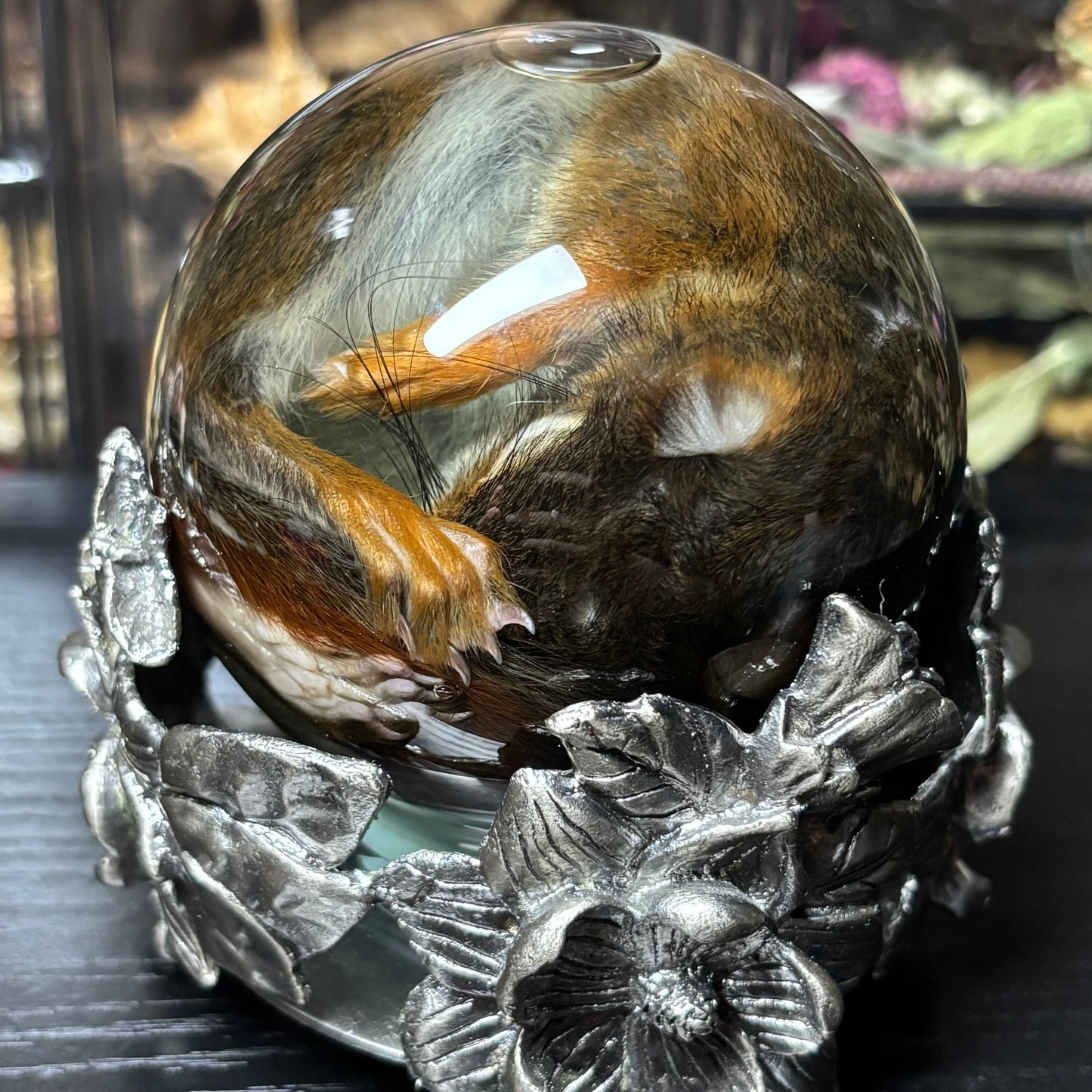 baby pine squirrel globe wet specimen
