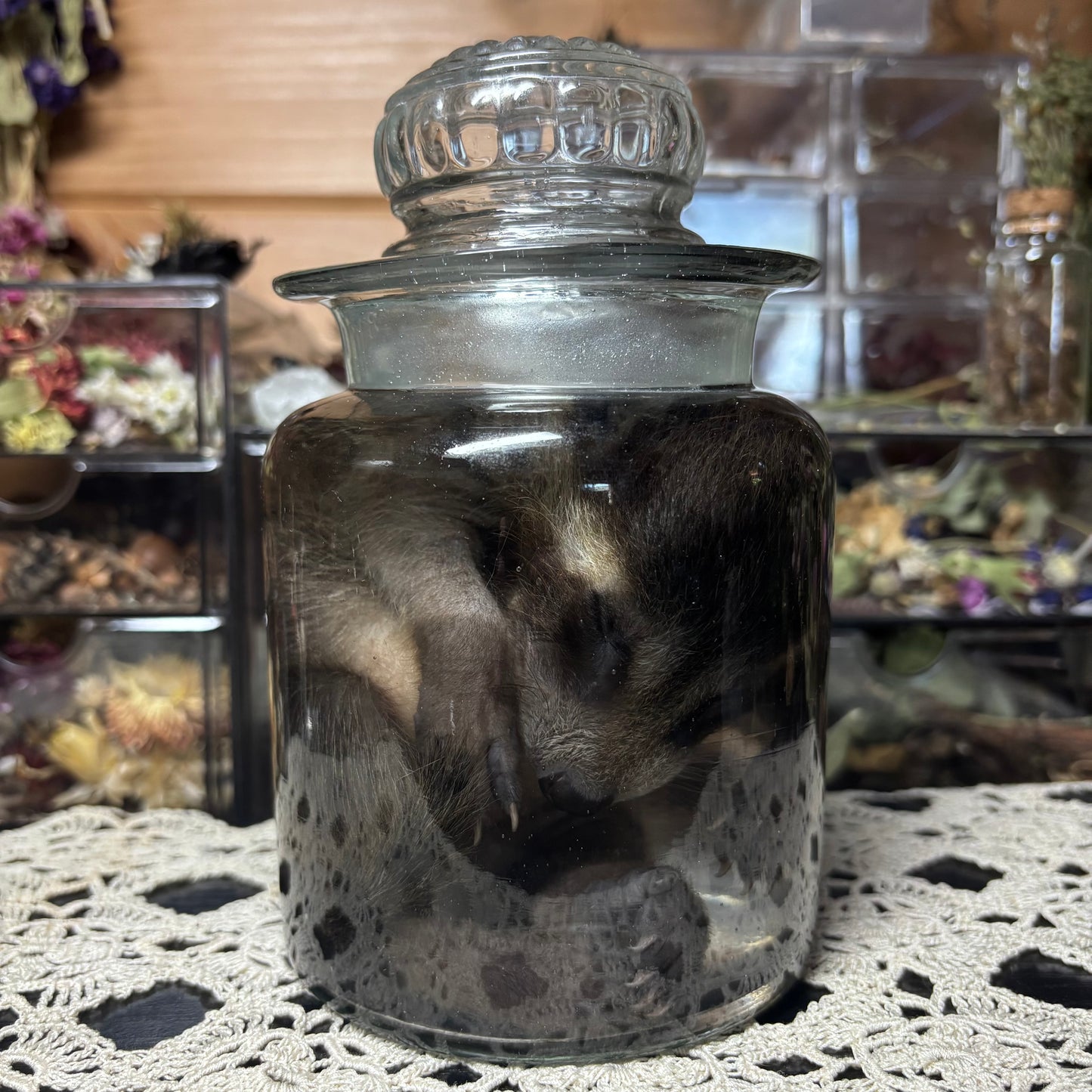 fuzzy baby raccoon wet specimen