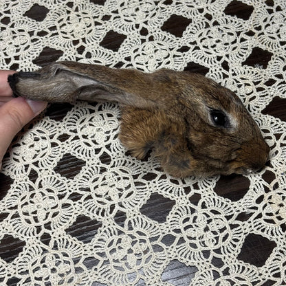 mummified domestic rabbit heads