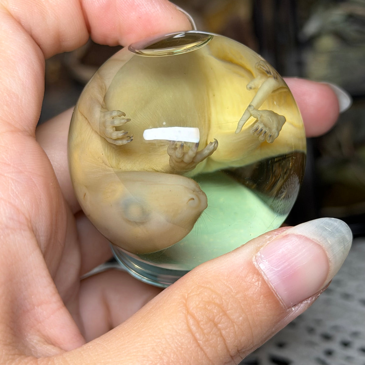 bald opossum joey mini globe wet specimen