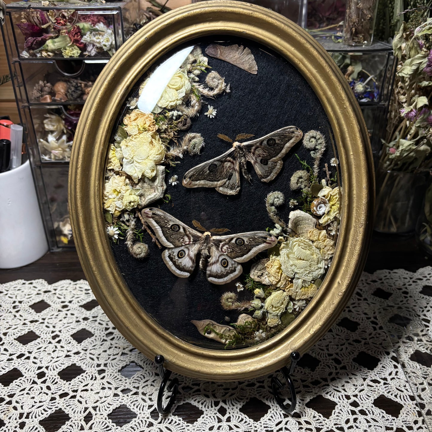pair of b&w saturn moths vintage frame