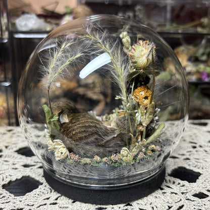 baby cottontail rabbit globe shrine