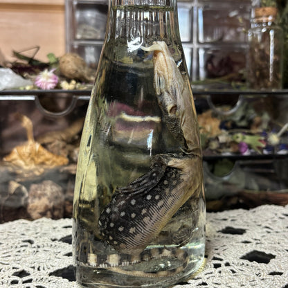 baby monitor lizard wet specimen