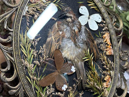 sparrow pelt & butterflies ornate frame