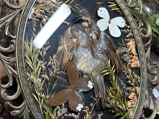 sparrow pelt & butterflies ornate frame