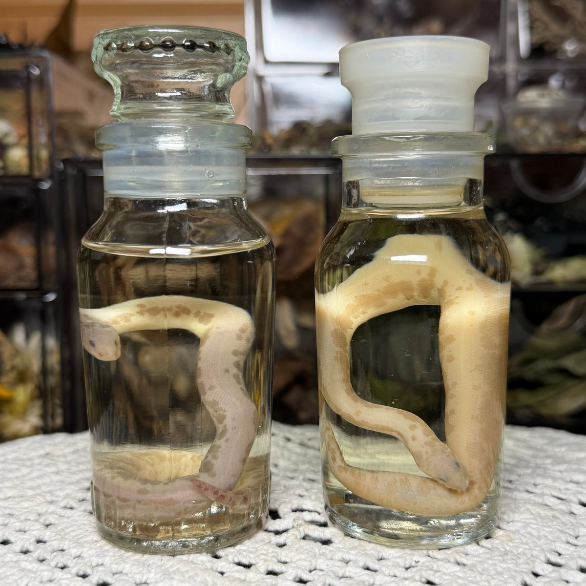 neonate albino sand boa wet specimen