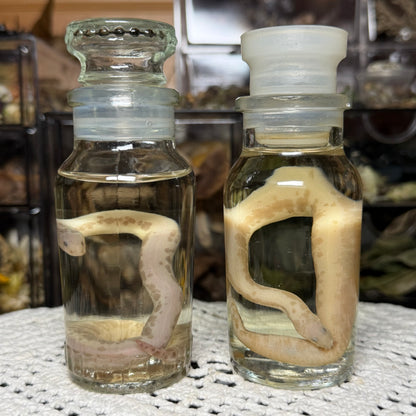 neonate albino sand boa wet specimen
