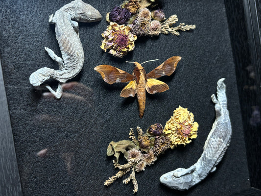 fat tail gecko pair & moth shrine frame