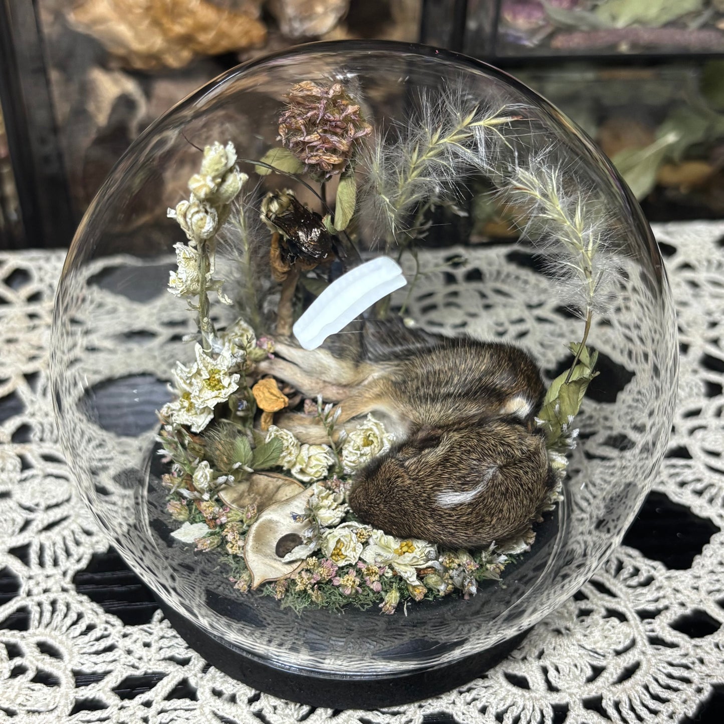 baby cottontail rabbit globe shrine