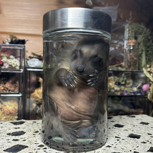 fuzzy baby raccoon wet specimen