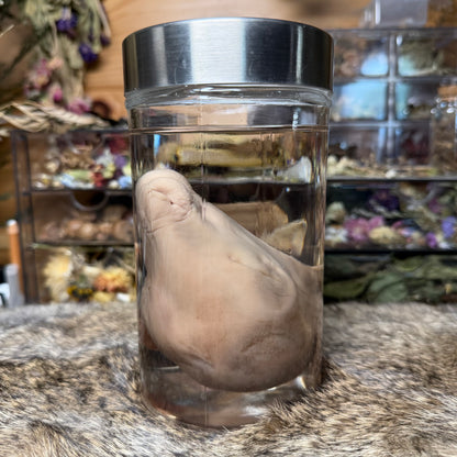 salvaged fetal goat head wet specimen