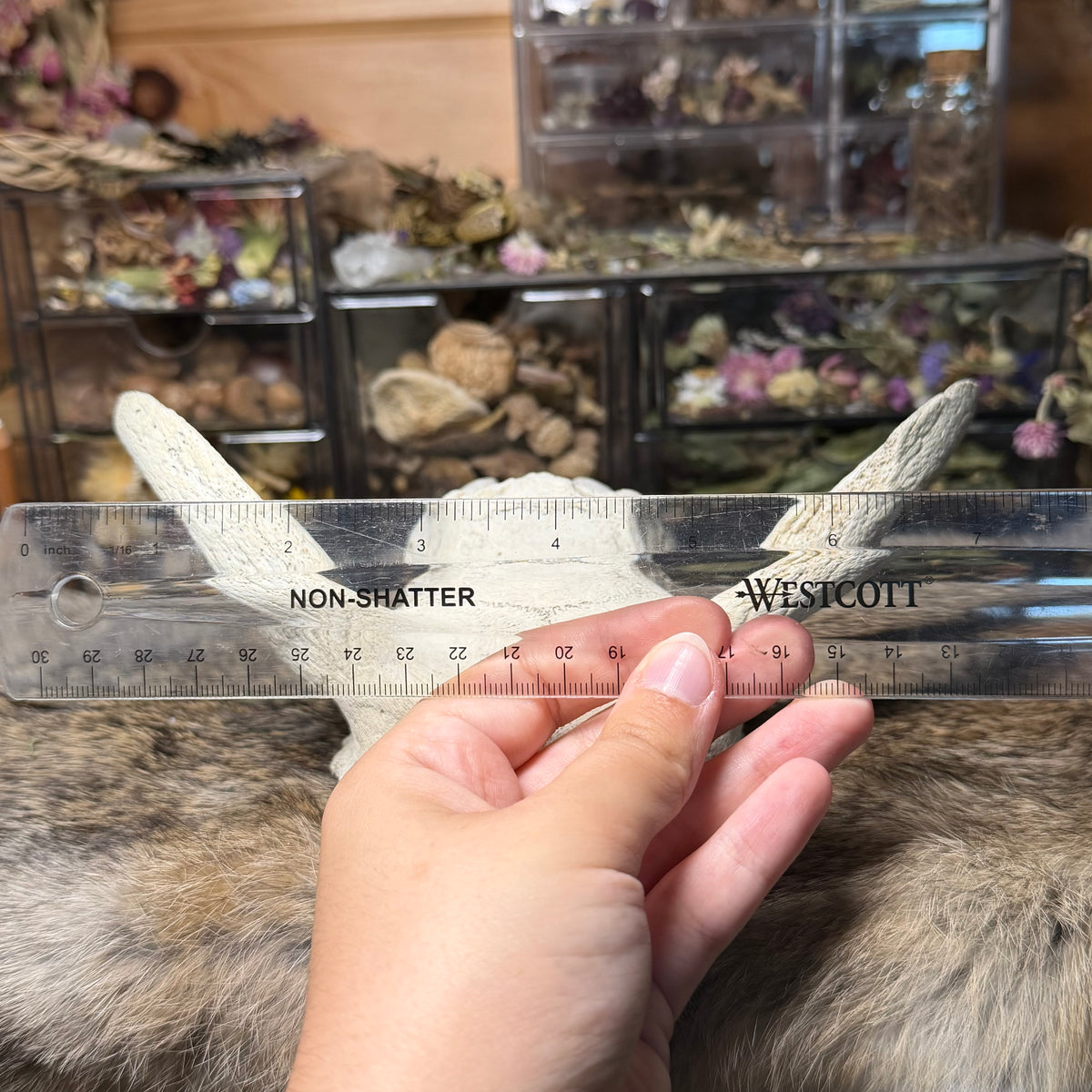 nature cleaned goat skull top