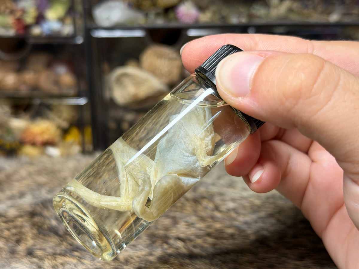 miscellaneous frog wet specimens