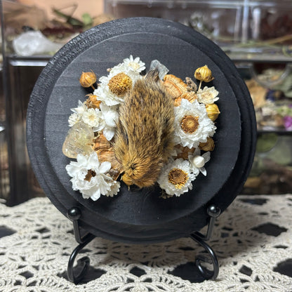 baby cottontail rabbit head wood circle plaque