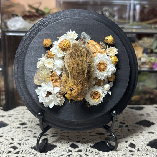 baby cottontail rabbit head wood circle plaque