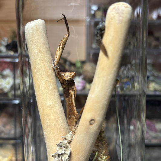 adult chinese praying mantis dome shrine