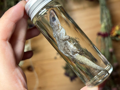 house gecko wet specimens