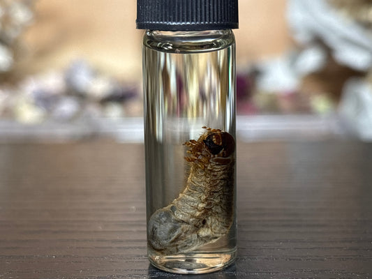 beetle grub wet specimen