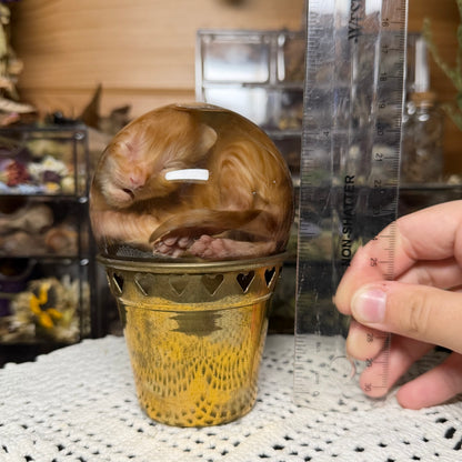 orange tabby kitten globe wet specimen