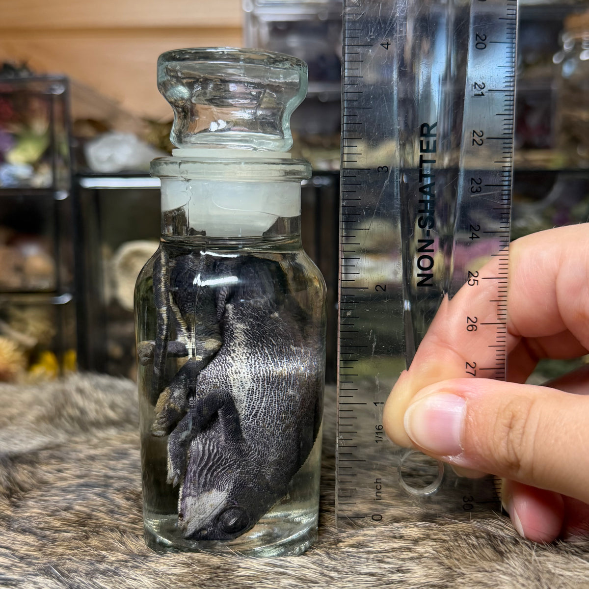 chameleon in vintage jar wet specimens