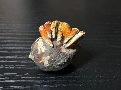 mummified hermit crab