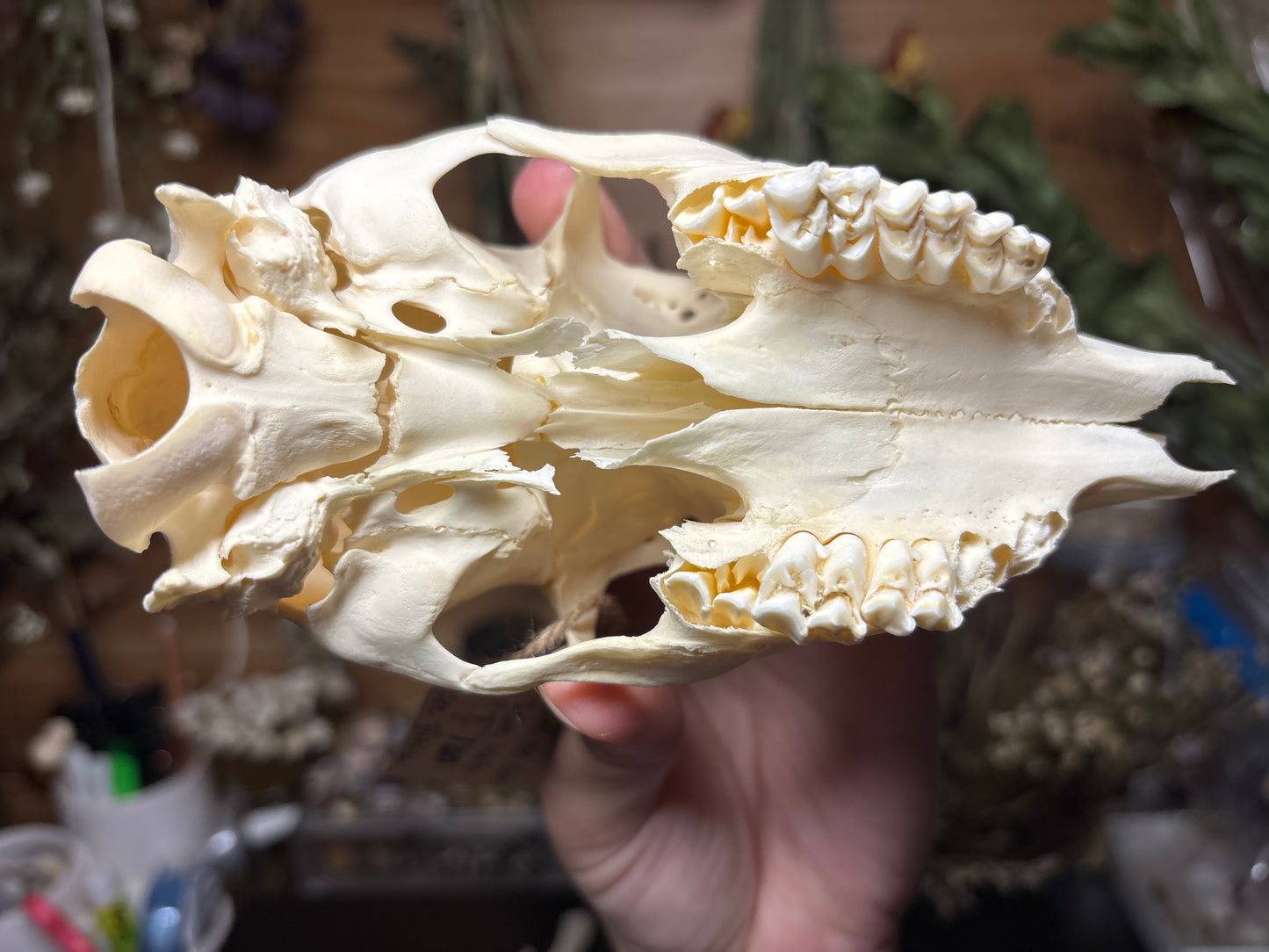 male roe deer fawn skull