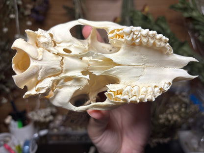 male roe deer fawn skull