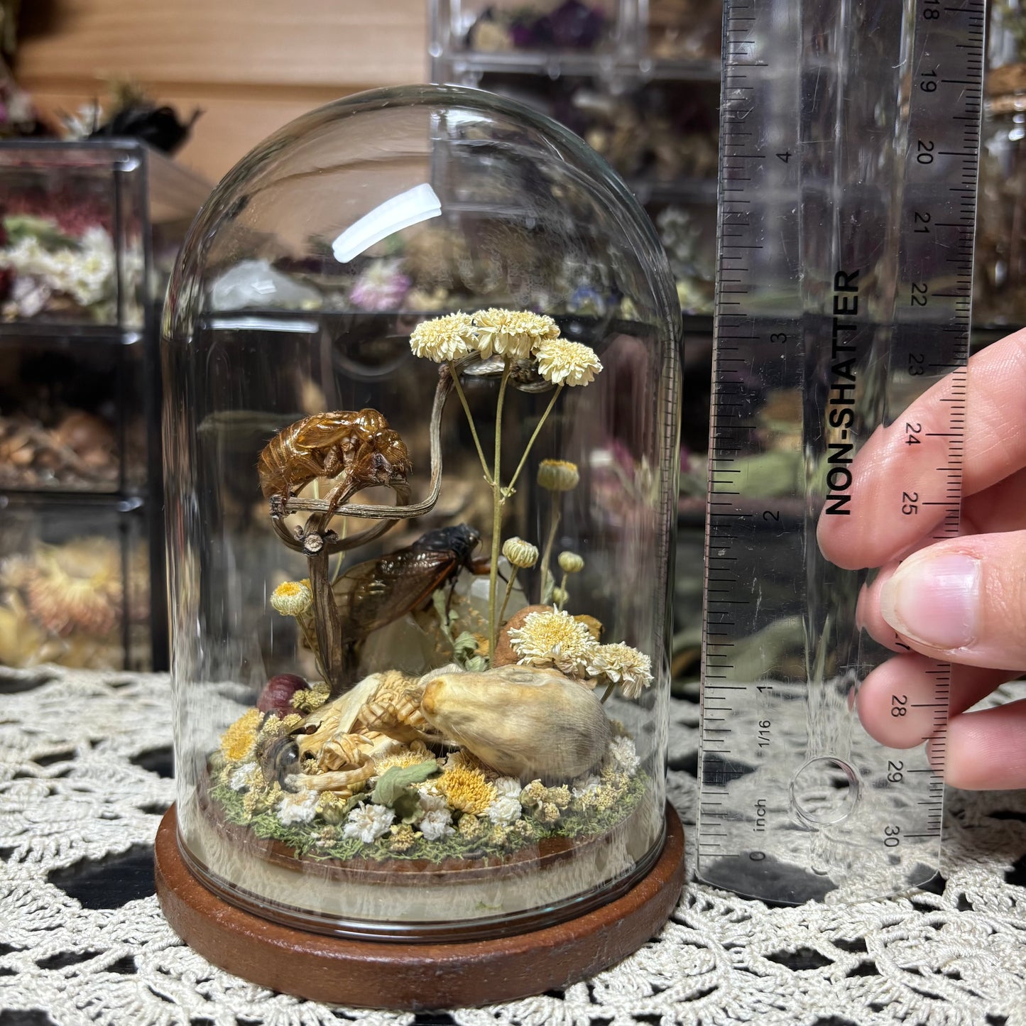 opossum joey dome shrine