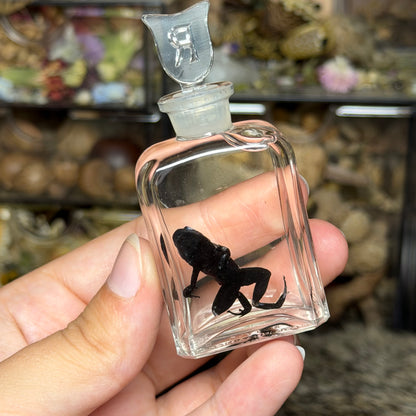 poison dart frog wet specimens