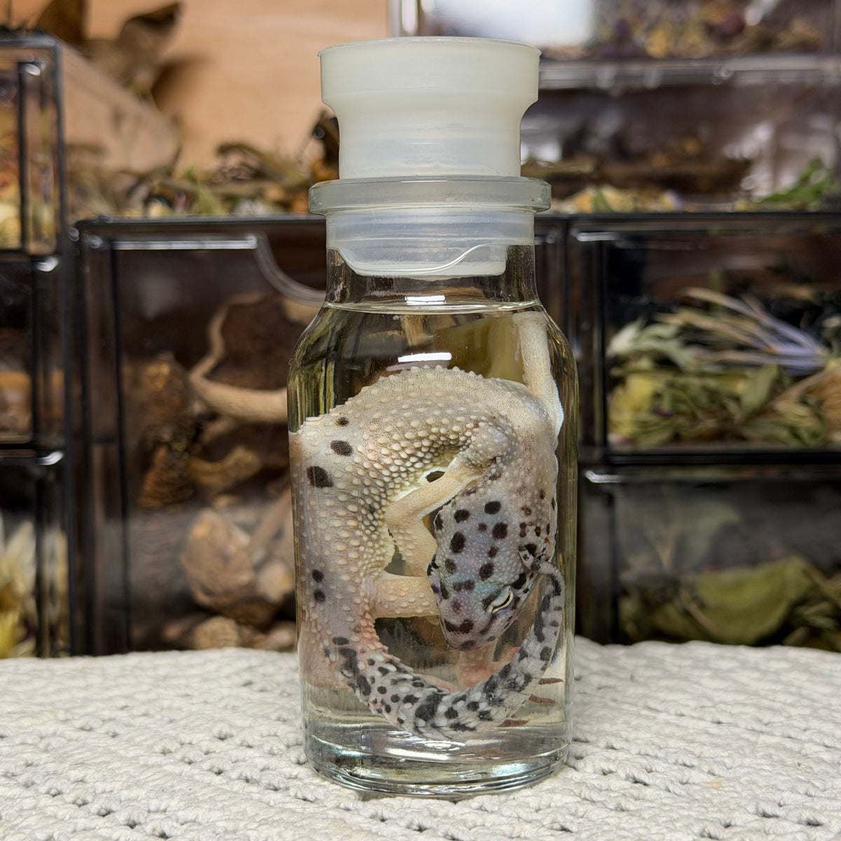 lizard spice jar wet specimens