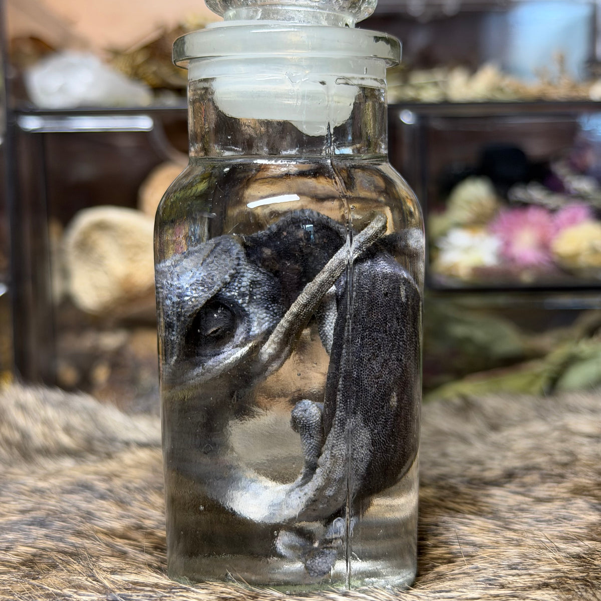 chameleon in vintage jar wet specimens