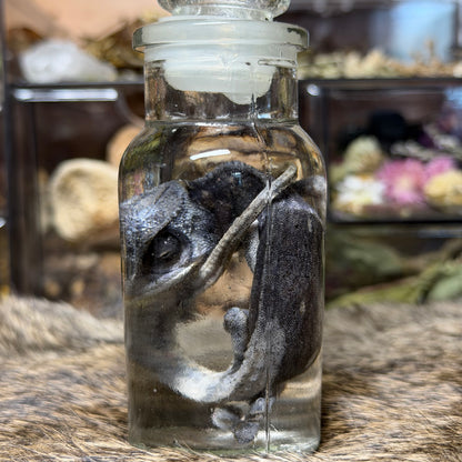 chameleon in vintage jar wet specimens