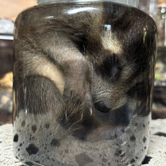fuzzy baby raccoon wet specimen