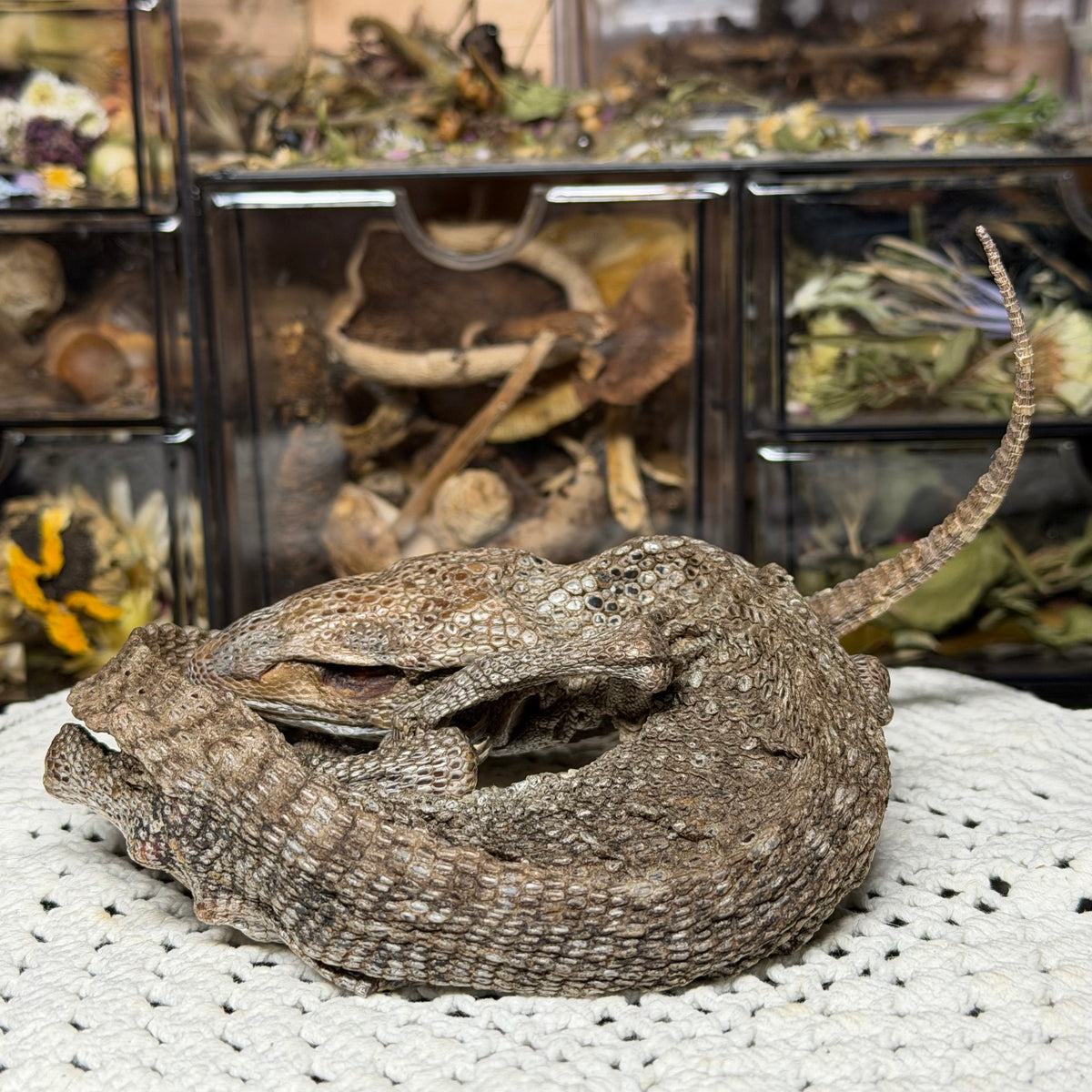 mummified adolescent savannah monitor lizard