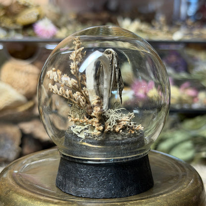 mummified opossum joey tail globe cloche