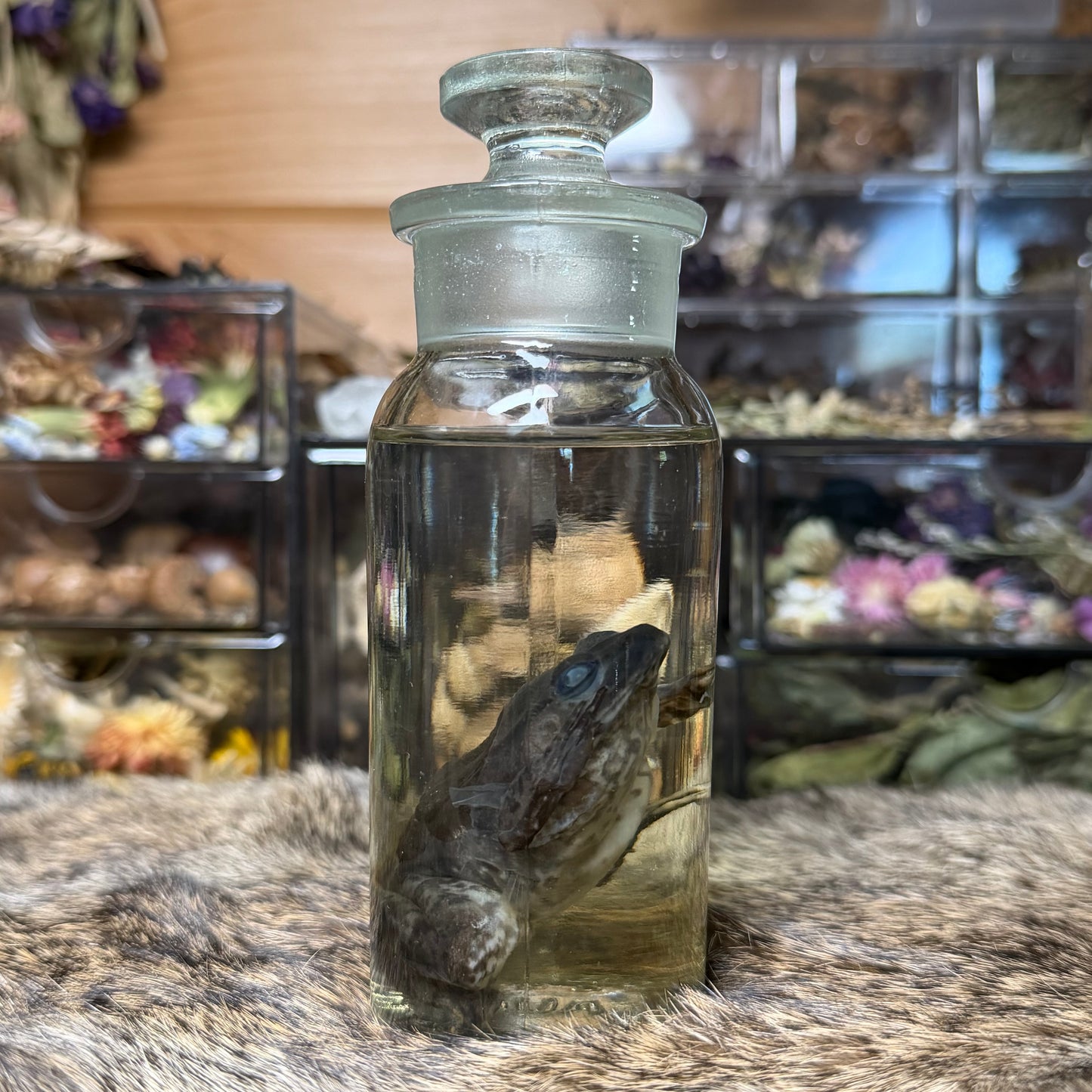 small bullfrog wet specimen