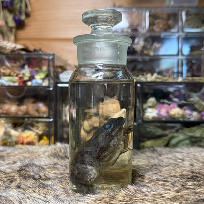 small bullfrog wet specimen