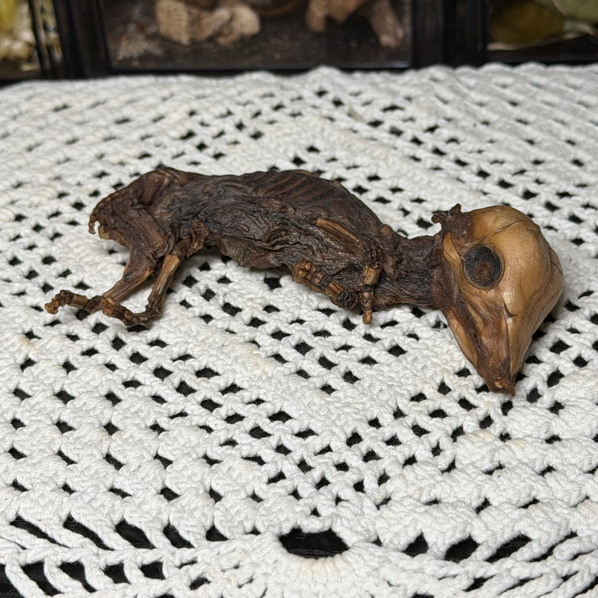 mummified fetal piglet