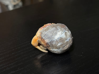 mummified hermit crab