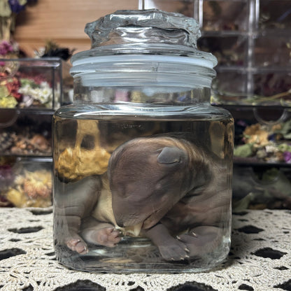 full term coyote puppy wet specimen