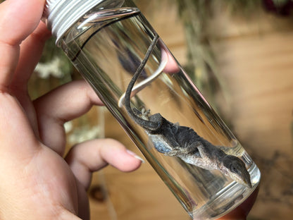 green anole wet specimens