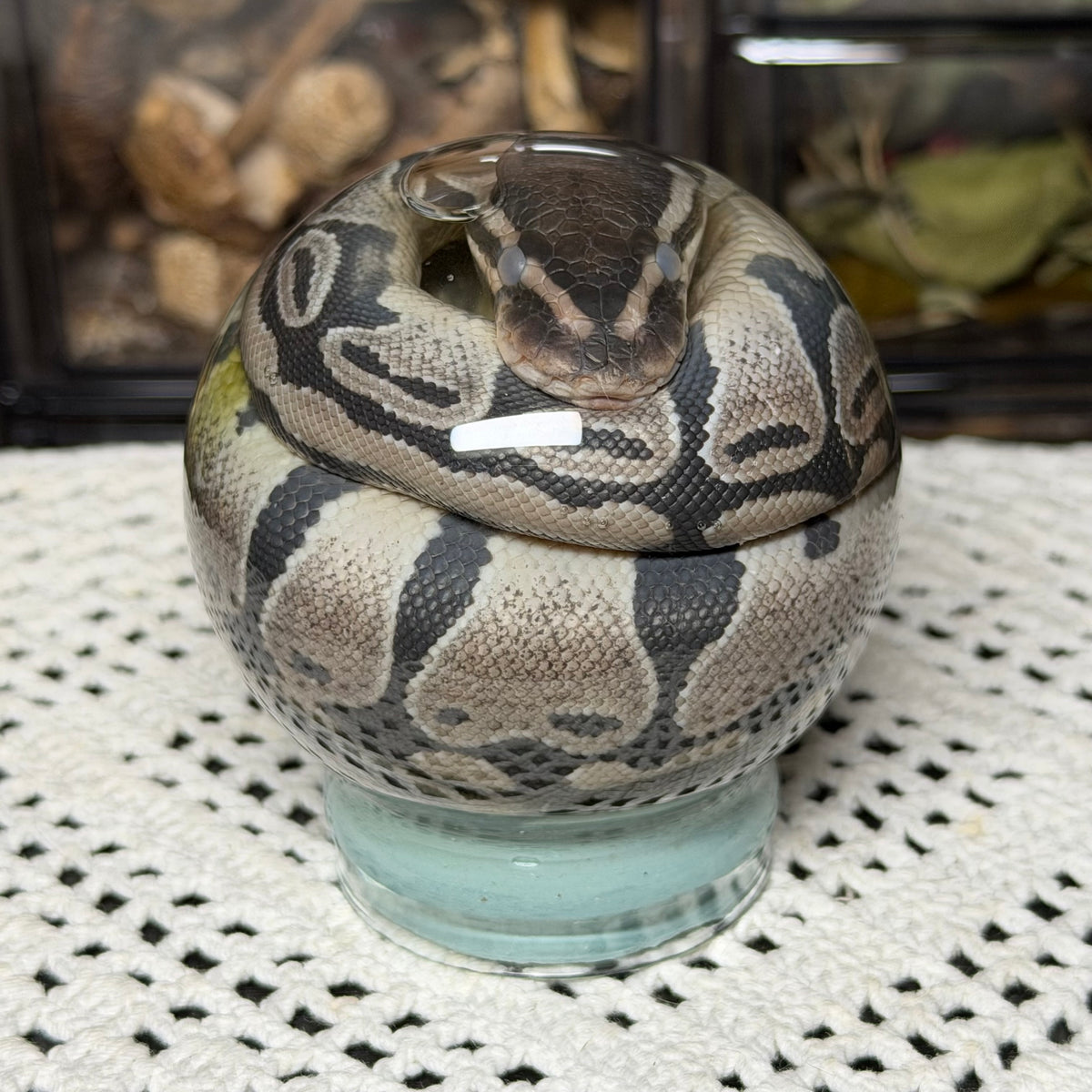 hatchling ball python globe wet specimen