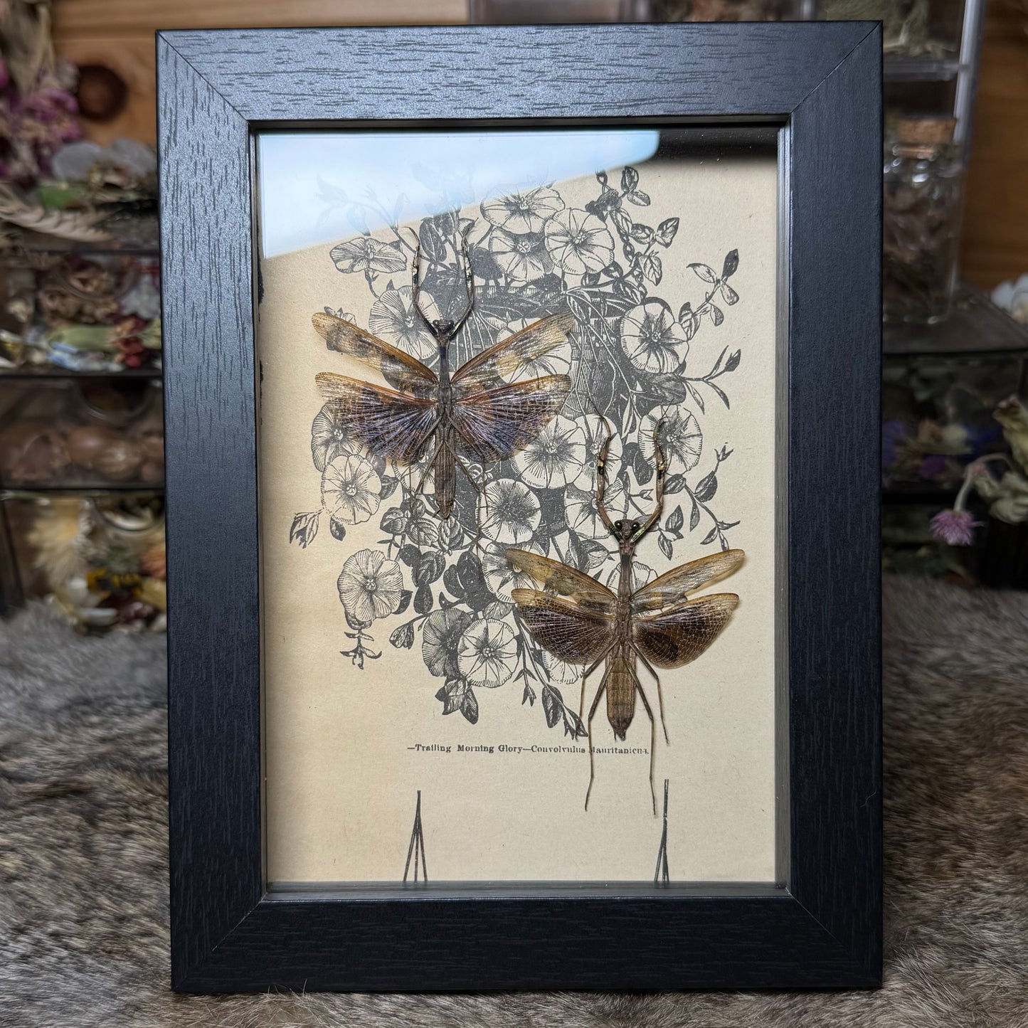 5x7 1930s gardener’s catalogue insect frames