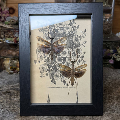 5x7 1930s gardener’s catalogue insect frames