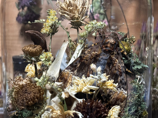 deathhead moth ‘communal’ cloche