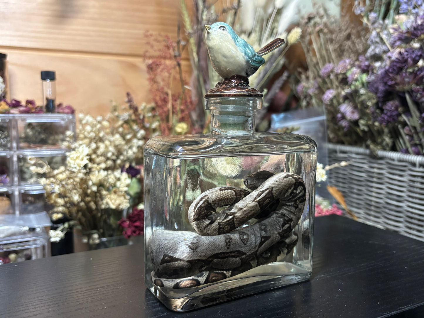 red tail boa hatchling wet specimen