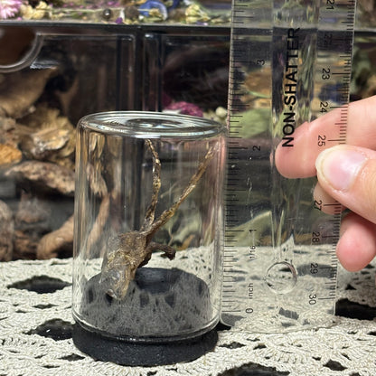 jarred mummified specimens