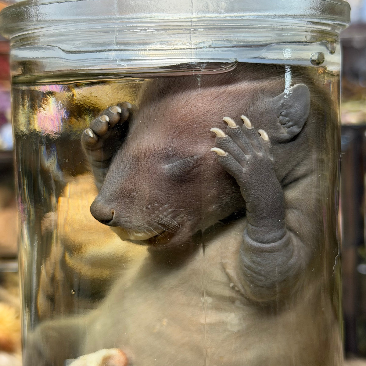 full term raccoon wet specimen